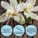 Organic Vanilla Taste Powder | Delicious Flavor Without Artificial Sweeteners | Versatile for Food & Drinks | Organic Workout Series - Buy Online on GoSupps.com