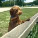 MUDLESS Dog Bandana Pet Scarf - Medium AquaBlaze Neckerchief for Comfort and Breathability - Buy Online on GoSupps.com