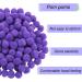 BUTUZE 150Pcs 1 Inch Purple Pom Poms in Zipper Bag - Perfect for Kids' Crafts and Creative Decor - Buy Online on GoSupps.com