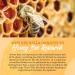 Bee Bella Peppermint Lip Balm (3 Pack) - Handmade in USA with Beeswax, Coconut Oil, Vitamin E & More for Soft, Smooth Lips - Long-Lasting Moisture - Buy Online on GoSupps.com