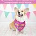 NPQ Pink Dog Birthday Bandana Adjustable Pet Birthday Bandana for Samll Dog Cat Pig Ect Your Pet's Special Day for Small Pets Birthday Party Supplies - Buy Online on GoSupps.com