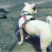 Shop Max & Molly H-Dishes - Premium International Shipping & Stylish Pet Products - Buy Online on GoSupps.com