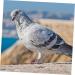 Mipcase 300 pcs Pigeon D Distinguish Private Tool Bands- Lovebirds Ringd Pigeons Homing - Marker Place 1.1x0.8cm x3pcs Colorfulx3pcs - Buy Online on GoSupps.com