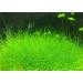 Dwarf Hairgrass Clumps Eleocharis Parvula - Live Aquarium Freshwater Plant - Buy Online on GoSupps.com
