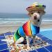 Kitatayi Mini Straw Sombrero Hat for Small Pets - Mexican Sombrero Party Hat for Dogs, Puppies, and Cats - Buy Online on GoSupps.com
