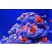 4-Piece Artificial Coral Ornaments for Aquariums - Red Underwater Plants | Perfect Fish Tank Decorations - Buy Online on GoSupps.com