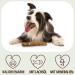 Petlove Olive Wood Dog Toy with Salmon Oil | Long-lasting Chewing Wood for Dental Care - Large Size (221-450g) - Buy Online on GoSupps.com
