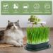 Hejo 2 PCS Cat Grass Seed Tray Plant Bowls for Cat Grass Catnip Cat Grass Box with 1 Plastic Scissors Plastic Soil Free Cat Plant Planting Box for Planting Cat Grass - Buy Online on GoSupps.com