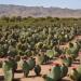 Nopal powder (Opuntia ficus-indica) 500g - Buy Online on GoSupps.com