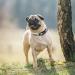 Timos Adjustable Dog Collar for Small, Medium, Large Dogs - Soft Puppy Collar with Metal Buckle - Sunset Valley | Pack of 1 - Buy Online on GoSupps.com