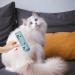 Effective Animal Hair Remover for Couch & Carpet | Lint Roller Tool for Dog & Cat Fur - Multi-Surface Foot Roller | Aznever Green - Buy Online on GoSupps.com