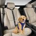 Dog Seat Belt Car - Adjustable Car Harness for Small to Medium Dogs | Puppy Car Safety Belt & Accessories in Black - Buy Online on GoSupps.com