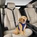 Dog Safety Harness | Car Seat Belt for Small & Medium Dogs | Puppy Accessories in Red - International Shipping - Buy Online on GoSupps.com