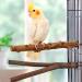 4 Natural Wood Bird Belt Rods with Rattan Balls - Budgie & Canary Cage Accessories | Vegena Nature Seat Rods Set - Buy Online on GoSupps.com