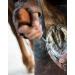QWORK 5-pc Painting Farrier Kit | Professional Horseshoe Changing Tools | Hoof Knife Tongs Grater & Hammer for Equine Care - Buy Online on GoSupps.com