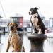 Max & Molly H-Harness - Blue Ocean XS | International Shipping Available | Durable & Stylish Pet Harness - Buy Online on GoSupps.com