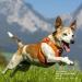 Buy 3XS Red Vest Harness - Air-Mesh with D-Ring Buckle for Pets | International Shipping Available - Buy Online on GoSupps.com