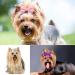 KMZ 30Pcs Mixed Colors Dog Hair Bows with Elastic Rubber Bands Cute Dog Grooming Bows Puppy Hair Accessories for Long Hair Pet Dogs Cats - Buy Online on GoSupps.com