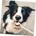 Beavorty 2pcs Home Oral Care Cleaning Dog Tooth Pet Manual Pets Supplies Soft-bristle Portable 1 count (Pack of 1) White - Buy Online on GoSupps.com