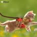 Escape Proof Cat Harness and Leash Set - Air Mesh Vest for Small Dogs - Reflective Gold S - Buy Online on GoSupps.com