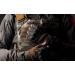 Glove Station Fingerless Knuckle Tactical Gloves for Men - Tan Medium | Ideal for Motorcycle, Shooting, Airsoft, Hunting, Police Work, and Hiking - Buy Online on GoSupps.com