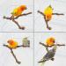 Kathson Natural Parrot Perch Stand Set - Wild Grape Paw Grinding Fork Toy for Small Birds - 4PCS - Buy Online on GoSupps.com