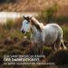 AniForte Bt Pur Beer Yeast for Horses 5kg - Natural Skin & Fur Supplement Supports Gut Health & Nutrient Supply - Buy Online on GoSupps.com