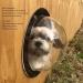 Dog Fence Window Dome Pet Peek Window Acrylic Dog Dome for Backyard Fence Dog/cat/Horse Pet Accessories - Buy Online on GoSupps.com