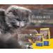 Buy Josera Marinesse Cat Food 10kg | Hypoallergenic Salmon Potato & Peas | Super Premium Quality | International Shipping - Buy Online on GoSupps.com