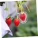VANZACK Fruit Shaping 4pcs Heart Transparent Fruit Garden Strawberry Forming Jujube Major Melon - Buy Online on GoSupps.com