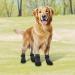 2 Pair Dog Boots for Injures Paws Waterproof Anti-Slip Dog Shoes with Adjustable Reflective Straps Dog Socks Paws Stop Licking Dog Crocs Paw Protector Black - Buy Online on GoSupps.com