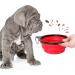 Petsation Foldable Dog Bowl - Original 1000ml & 350ml Travel Food & Water Bowl for Dogs - Ideal for On-the-Go Feeding - Red - Buy Online on GoSupps.com
