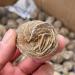 FACSER Natural Crystal Rough Natural Crystal Rough Natural Desert Rose Raw Crystal Stone Decor Home Decoration (Size : 60-80g) - Buy Online on GoSupps.com