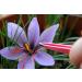 Saffron Crocus 25 Bulbs + Saffron Bulb Food - Crocus Sativus -Immediate Shipping