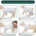 Kuoser Dog Recovery Suit - Breathable Post-Op Body for Male & Female Dogs | Leakage Protection & Anti-Licking Design | Green Star (1 Pack) - Buy Online on GoSupps.com