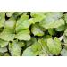 Coltsfoot Leaf Tea | Feuille De Tussilage Tisane | Tussilago Farfara Health Embassy (100g) - Buy Online on GoSupps.com