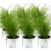 Common cat grass (Cyperus alternifolius 'Zumula') (6)