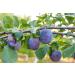 Organic Pitted Prunes  1 Pound  Dried California Plums  Non-GMO  Kosher  Unsulfured  Unsweetened  Bulk 1 Pound (Pack of 1) - Buy Online on GoSupps.com