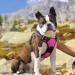 Eagloo Large Dog Harness - Adjustable Anti-Train Harness with Reflective Strips for Control - Rose Red 1 Pack - Buy Online on GoSupps.com