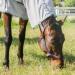 Marengos Weide Halver | Soft Halter for Horses & Ponies | Simple Handlebar for Pasture | Velcro Adjustable | Black Pony Sizes - Buy Online on GoSupps.com