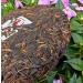 HQZM Premium Yunnan Yiwu Old Raw Tea 357g Yunnan Old Puer Tea Fragrant Aroma Sweet Taste - Buy Online on GoSupps.com