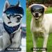 Ownpets Large Dog UV Sunglasses with 2 Magnetic Lenses - Windproof, Snowproof, and Protective Goggles for Long Snout Dogs - Green Frame - Buy Online on GoSupps.com