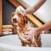 Iv San Bernard Trad Pek Conditioner 250 ml - Nourishing Dog Hair Care for All Breeds | International Shipping Available - Buy Online on GoSupps.com