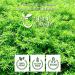 Organic Way Savory Leaf Herbal Tea - European Wild-Harvested from Albania | 1 LB (16 Oz) | Organic, Kosher, Non-GMO, Gluten-Free, USDA Certified - Buy Online on GoSupps.com