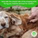 Mikki Bamboo Stripping Knife for Dog Grooming - Anti-Rust Blades - Easy Hold Handle - Fine Tooth for Silky Coated Dogs - Buy Online on GoSupps.com