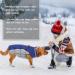 Kuoser Waterproof Dog Coat - Cozy Fleece-Lined Winter Jacket for Small & Medium Dogs | Cold Weather Pet Clothing L Blue - Buy Online on GoSupps.com