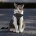 Adjustable Reflective Black XL Cat Harness and Leash Set - Escape Proof Vest for Cats and Dogs - Buy Online on GoSupps.com