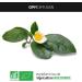 Organic Green Tea - 250 mg - 200 Vegetable Capsules - Buy Online on GoSupps.com