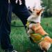 Stylish Adjustable Nylon Dog Leash for Large Dogs | Double Reinforced with Brown Leather Elements Perfect for Medium & Large Breeds - Buy Online on GoSupps.com