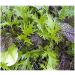 Viridis Hortus - Lettuce Bright & Spicy BabyLeaf Salad Mix 2 000 (4.69g's Approx.) Seeds 2000 (4.69g's) Seeds - Buy Online on GoSupps.com